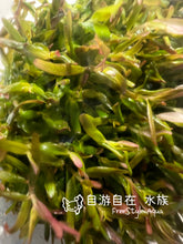 ADA 紫宫廷 Rotala rotundifolia 'Hra' IC043